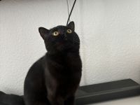 Schwarzer BKH Kater sechs Monate alt