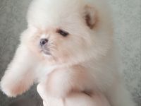 Zwergspitz: Unsere bezaubernde kleine Prinzessin