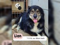 Oldie LION möchte ankommen