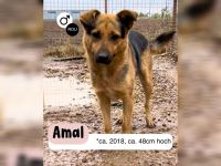 AMAL - wie lange kann ein Herz warten?