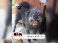 Unscheinbarer RILEY