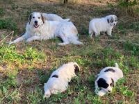 Verkaufen Pyrenäenberghund-Welpen