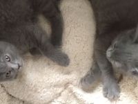 Echte verschmuste Kartäuser - Chartreux -  Kitten