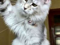 Mainecoon Kätzchen zu Verkaufen