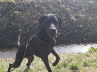 Deutsch Kurzhaar Mix 3 J.