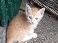 herzallerliebster roter Kater