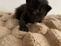 4 BKH Kitten suchen neue Dosenöffner