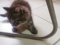 Main coon Katzen Babys