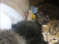 Bkh Kitten suchen ab August /September