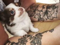 Reinrassige Chihuahua Welpen