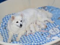 Schneeweißer Spitz Rüde, 16 Wochen alt