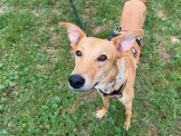 Keylam wünscht sich ein eigenes Körbchen!