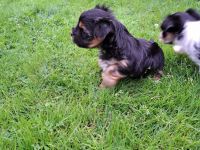 Yorkshire Terrier Welpen