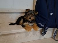 Yorkshire Terrier Welpen