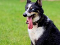 Anouk in 34298 Helsa sucht ihr Für-immer-Zuhause