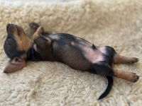 Rauhaardackel-Welpen aus liebevoller Zucht suchen ein Zuhause! 🐾