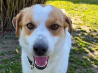 Braja liebt es, die Welt zu entdecken, wer macht mit? 3,5 Jahre, 54 cm