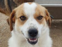 Braja, 3 jährige, fröhliche Hündin, die auf ein schönes Leben mit Abwechslung hofft, 3 Jahre, 54 cm