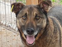 Nando, sehr freundlicher und aufgeschlossener Rüde möchte endlich viel erleben, 4 Jahre, 53 cm