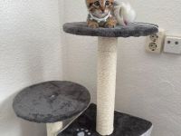 Bengalkitten babykatze bengal