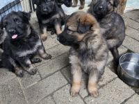 Altdeutsche Schäferhund Welpen deutscher Schäferhund