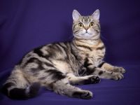 BKH Katze Lisa mit Tochter Mia mit Stammbaum, Chip , Gesundheitszeugnis,  genetische  Tests