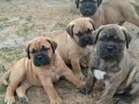 Bullmastiff Welpen- Showpotential, FCI Ahnentafel