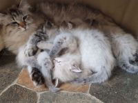 Neva Masquarade SWK Kitten Katzenbabys