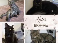 BKH Katzen