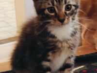 Maine-Coon/BKH-Kitten zu verkaufen (4x P2)