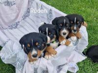 appenzeller sennenhund Welpen