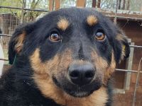 Adriana, zarte zurückhaltende junge Hündin sucht ein liebevolles Zuhause, 2 Jahre, 43 cm