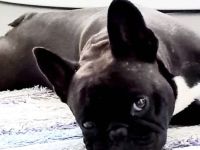 Französische Bulldogge Deckrüde