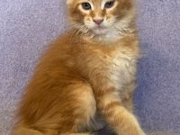 Maine Coon Katerchen  in black white und red Ticked tabby