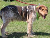 Herzenshund Djuke sucht seine Menschen