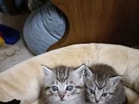 Süße Maine Coon Babies  suchen liebevolles Zuhause