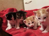 Katzenbabys zu verkaufen