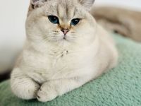 Unsere Füchschen sucht nach passenden Adoptiveltern