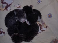 Kitten suchen ein neues Zuhause