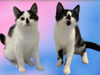 Zwei zauberhafte Jungkatzen in liebevolle Hände abzugeben – 90 € je Katze / 180 € zusammen +ZUBEHÖR