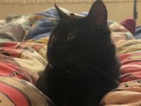 Liebenswerter Kater sucht neues Zuhause