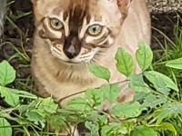 Süßer sepia charcoal Bengal Kater mit Champion Vater - abgabebereit