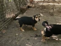 Lui - ist ein ein lustiges Kerlchen - ist auf Pflegestelle 41844 Wegberg / NRW