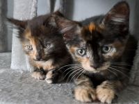 Kitten Katze und Kater suchen neues Zuhause