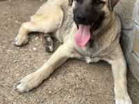 Zeus (Kardzhali) - Stark, loyal und bereit für Abenteuer🩵🏡