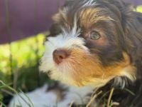 Havaneser mit Körzuchtahnentafel, reinrassige Welpen abzugeben (Wurf geb. 23.05.2025)