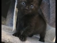 12 Wochen altes Kitten