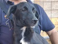 Melody ab 21.12.25 auf einer Pflegestelle, Luna sucht noch ein warmes Körbchen