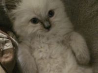 Heilige Birma/Bkh Kitten suchen liebevolles Zuhause