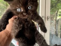 BKH Kitten bereit für ein liebevolles Zuhause